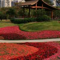 深圳打卡 | 邂逅彩色莫奈花園💐 桂灣公園