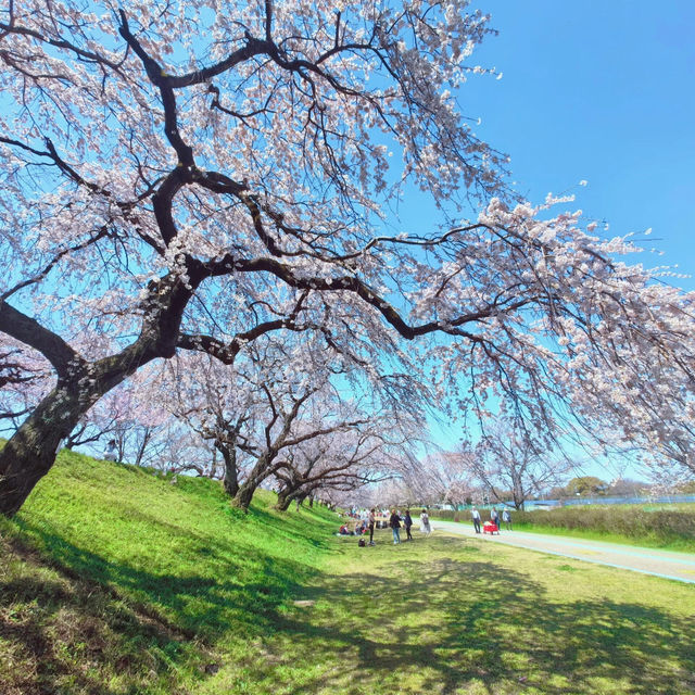 藏在名古屋的小眾賞櫻秘境🌸 木曾川堤