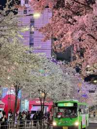 2025首爾的櫻花季了…🌸（附地址）