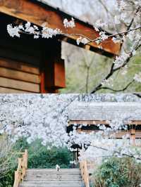 南京賞櫻好去處‖打卡避坑攻略