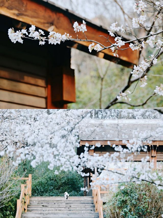 南京賞櫻好去處‖打卡避坑攻略