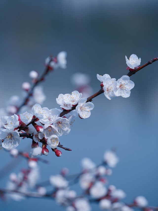 合肥的杏花要開在杏花公園，才算對味！