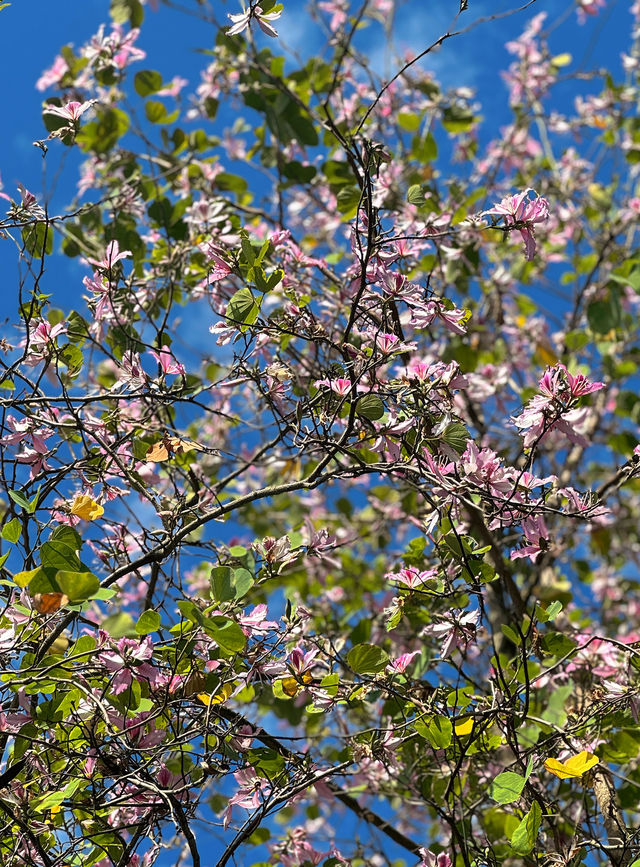 深圳公園 city walk 周末遛娃好去處