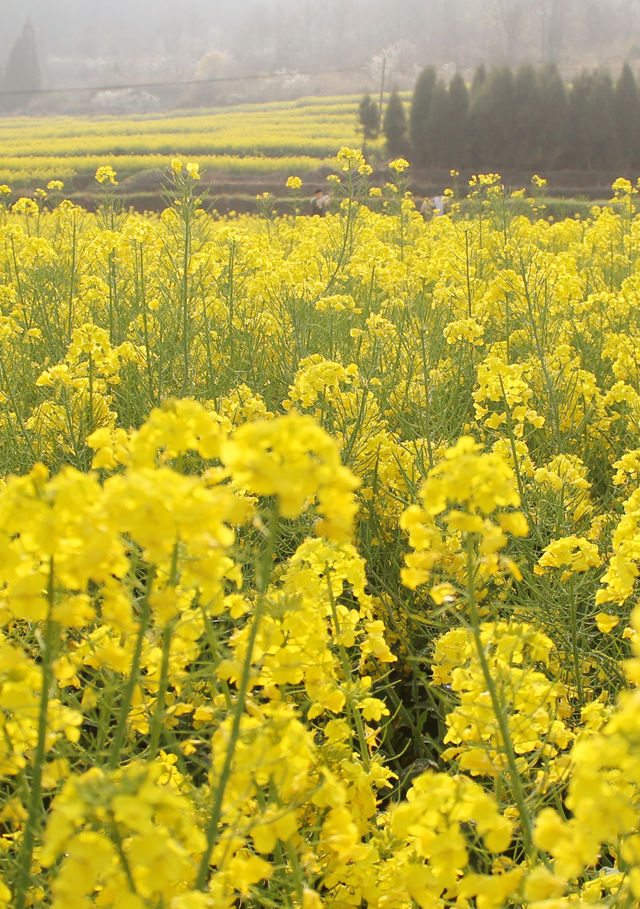 浙江台州賞油菜花攻略
