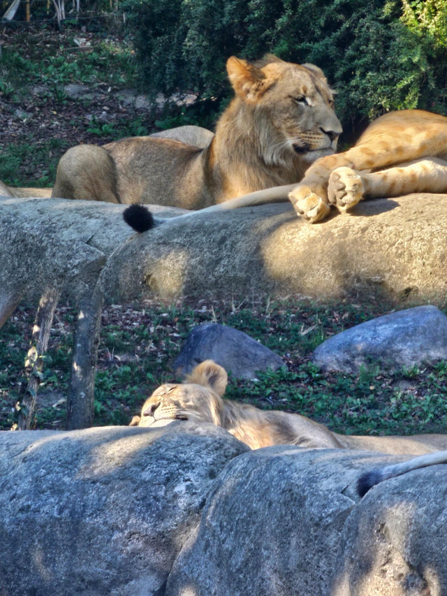 萊比錫動物園通關記！超大園區的瘋狂動物追蹤