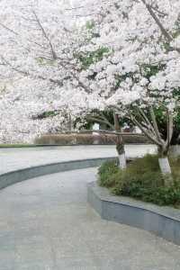 避開人潮！邂逅武漢王家墩公園的夢幻櫻海