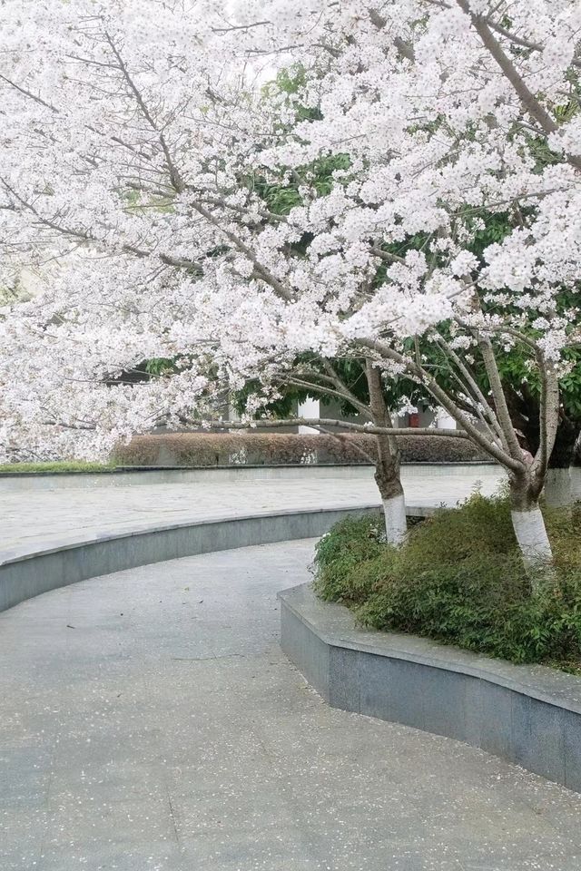 避開人潮！邂逅武漢王家墩公園的夢幻櫻海