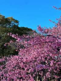 東京での桜の楽しみ方｜🌸早咲きの桜・代々木公園