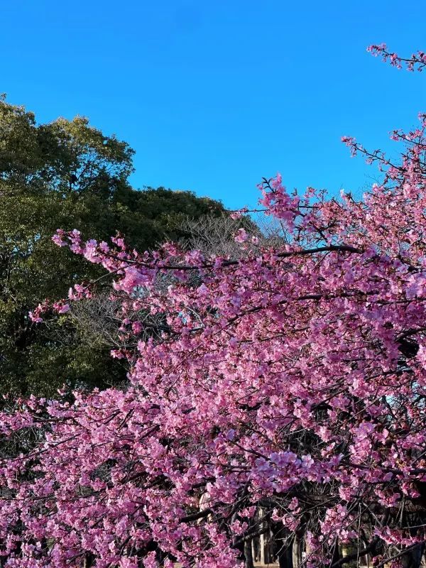 東京での桜の楽しみ方｜🌸早咲きの桜・代々木公園