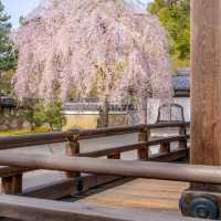 京都🌸3條此生必走的City Walk賞櫻路線