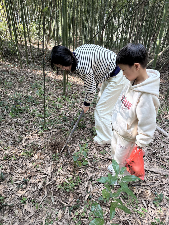 挖筍竹海行，解鎖安吉筍味春天