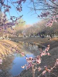 奧森桃花谷的桃花劫～
