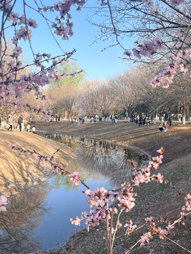 奧森桃花谷的桃花劫～