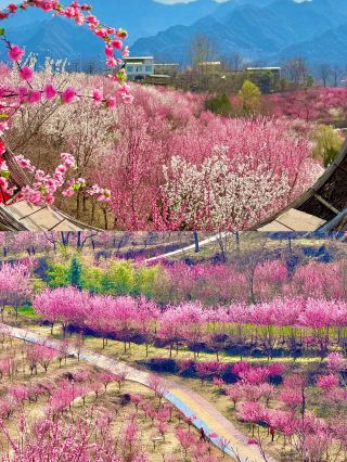 A 1.5-hour drive from Xi'an, this pink plum blossom garden is breathtakingly beautiful.