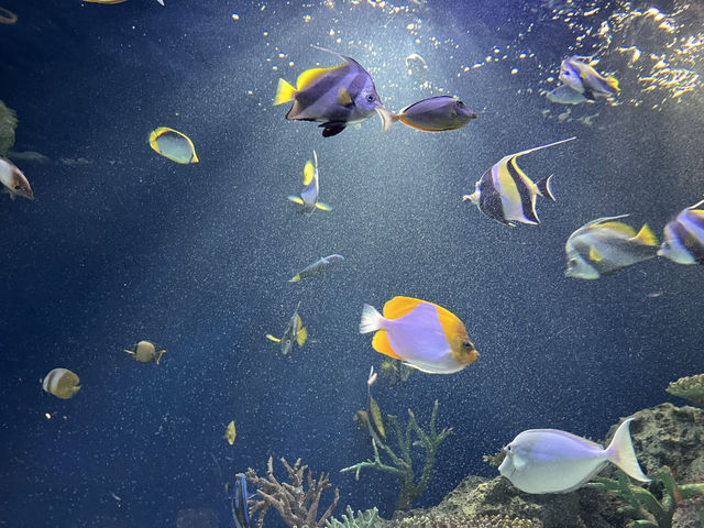 海洋世界海之中道，超級震撼✨