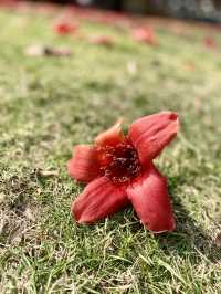 廣州農講所賞木棉花之旅
