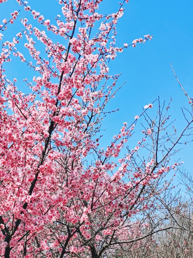 Spring Exclusive in Hangzhou | The Stunning Peach Blossoms of Su Causeway
