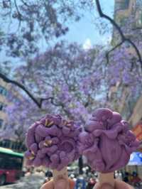 昆明教場中路藍花楹