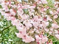 錦町公園，城市中的粉色詩篇
