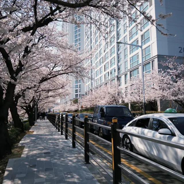 Một địa điểm không thể bỏ qua khi ngắm hoa anh đào ở Busan! Công viên Oncheoncheon đẹp đến mức khiến bạn phải tan nát cõi lòng🥺🌸