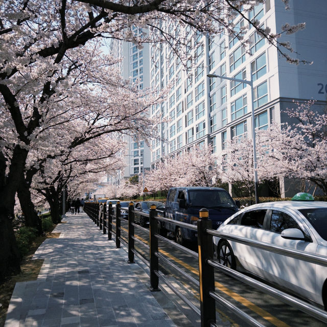 釜山追櫻必衝！溫泉川公園美到破防🥺🌸