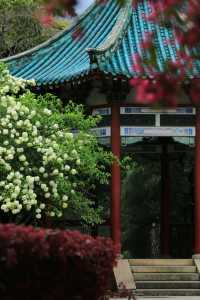 長沙烈士公園春日木繡球花海：古風與自然的詩意碰撞