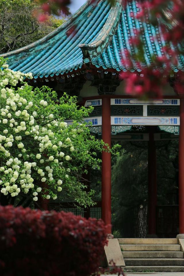 長沙烈士公園春日木繡球花海：古風與自然的詩意碰撞