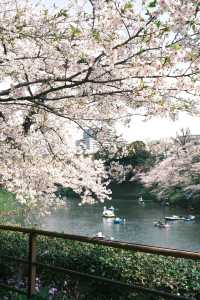 東京千鳥之淵賞櫻之旅