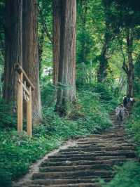 日本景點|絕美杉樹步道！神秘又瑰麗。