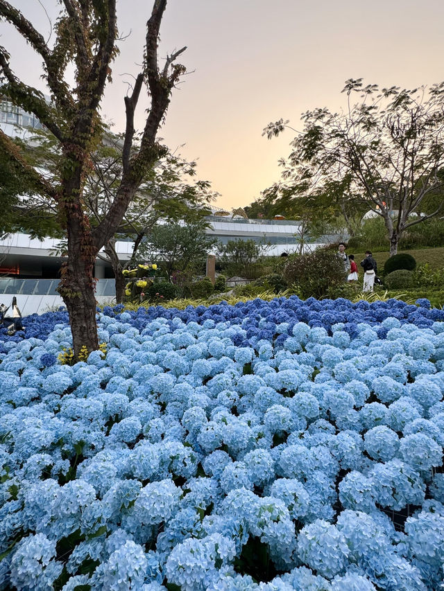 🌷珠海新貌 | 治愈系花海棧道，美翻啦🌸