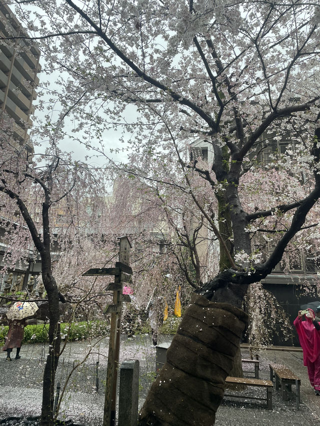 名古屋熱田神宮賞櫻攻略：漫步粉色花海的浪漫之旅💕