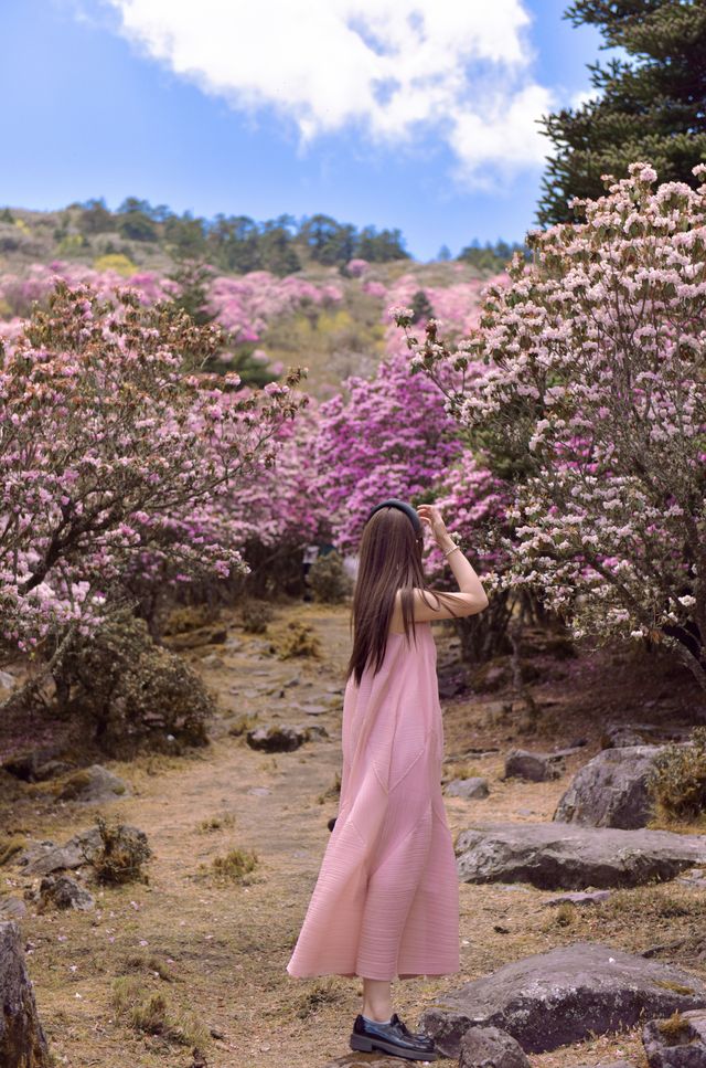 個人強推！涼山晚春限定～索瑪花海仙境