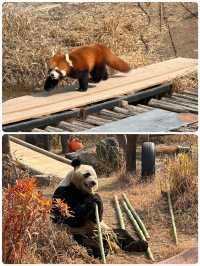 與長頸鹿共進早餐！南通森林動物園暴走秘笈