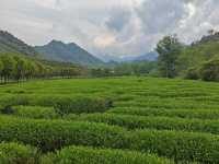 Tea picking at Wuyi Mountain 🍃🫖