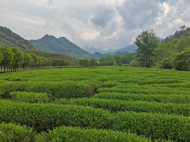 Tea picking at Wuyi Mountain 🍃🫖