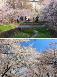 札幌賞櫻花～五月也不晚，剛好可以安排在五一出行！