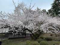 🌸2025弘前公園 | 日本頂流賞櫻天花板