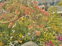 🌷香港花卉展 | 误入現實版莫奈花園