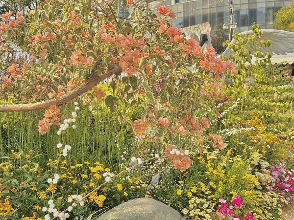 🌷香港花卉展 | 误入現實版莫奈花園