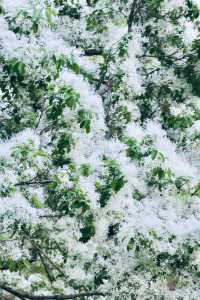 北京落雪？不，那是流蘇開花了！
