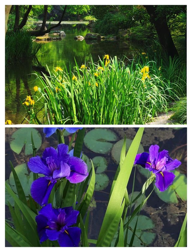 闖入杭州莫奈花園，邂逅鳶尾花海。