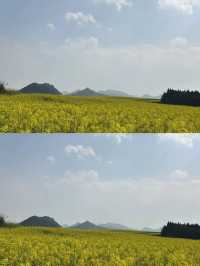 穿梭喺金黃色嘅花海中，感受微風輕拂同花香撲鼻