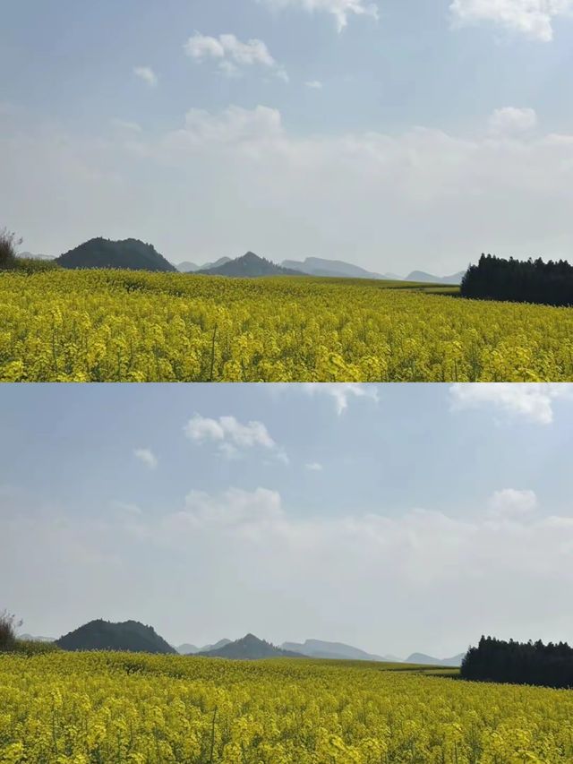 穿梭喺金黃色嘅花海中，感受微風輕拂同花香撲鼻