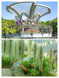 廣州新晉頂流！被問爆嘅「雲蘿植物園」保姆級攻略