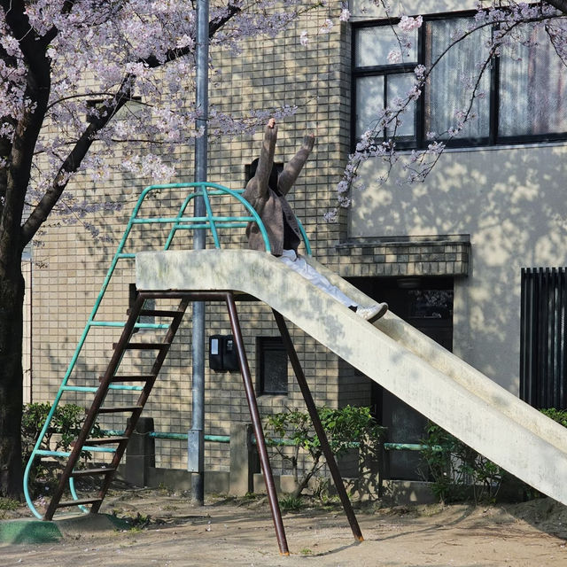 🌸京都花見小路 | 漫步櫻花與古風交織的絕美畫卷