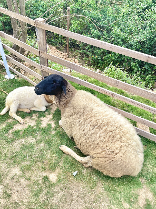 新會遛娃寶藏地｜超萌動物等你撩