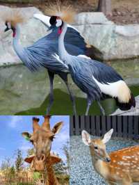 銀基動物王國·奇幻冒險即將啟程！