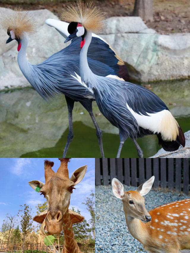 銀基動物王國·奇幻冒險即將啟程！