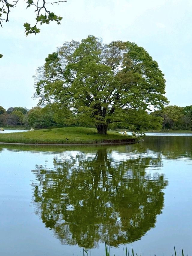 東京昭和紀念公園交通攻略：輕鬆抵達四季花海勝地
