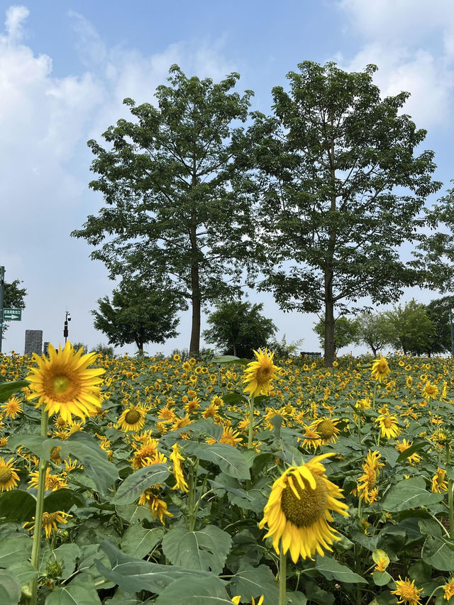 🌼南寧園博園向日葵花海打卡攻略